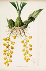 Illustration von Acineta barkeri (als syn. Peristeria barkeri)